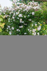 David Austin Climbing Rose Lady Of The Lake - 20cm Pot