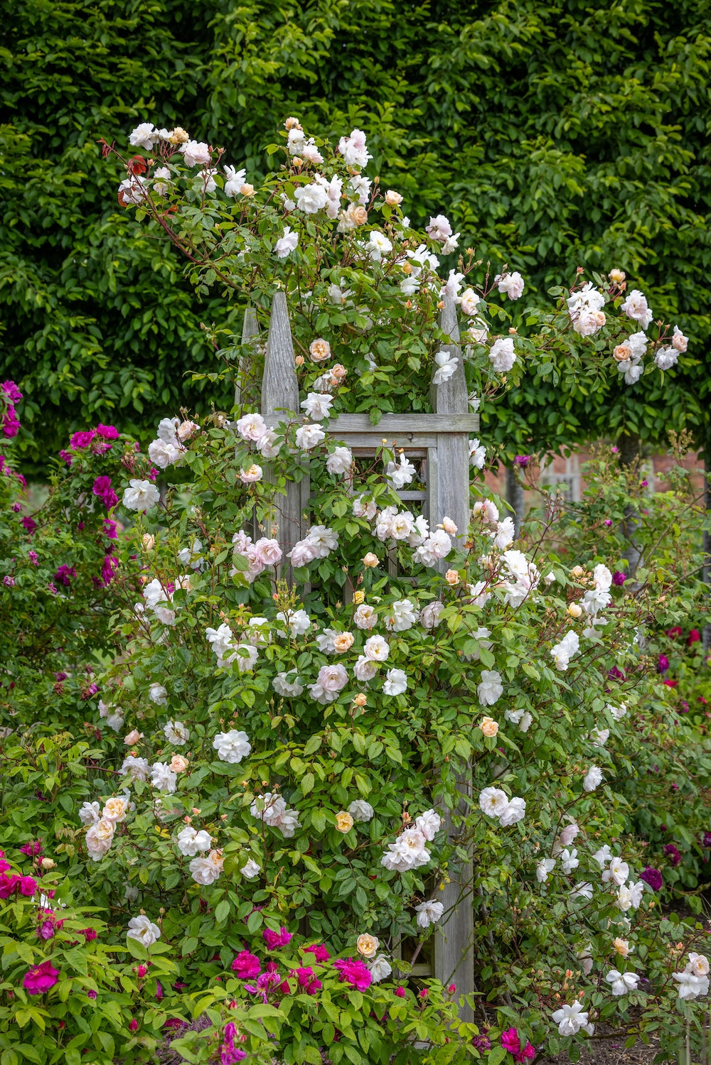 David Austin Climbing Rose Lady Of The Lake - 20cm Pot