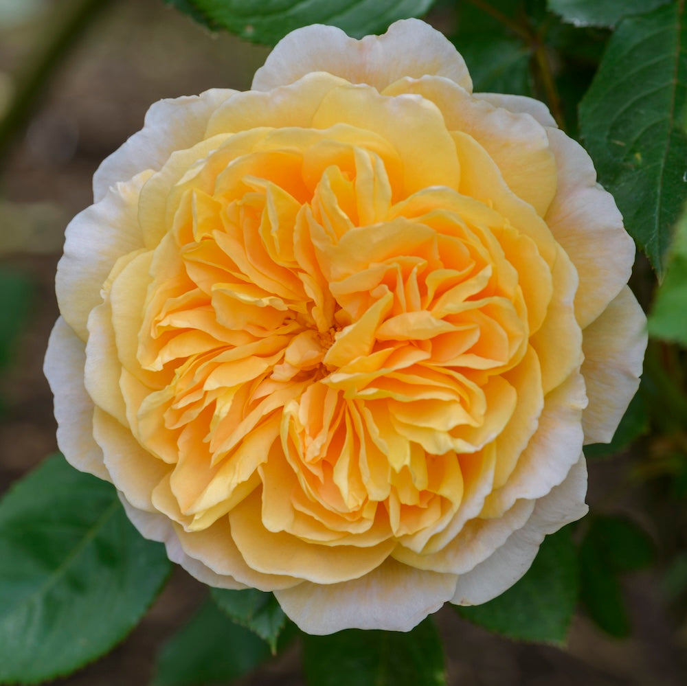 David Austin Rose Crown Princess Margareta - 20cm Pot