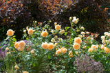 David Austin Rose Crown Princess Margareta - 20cm Pot
