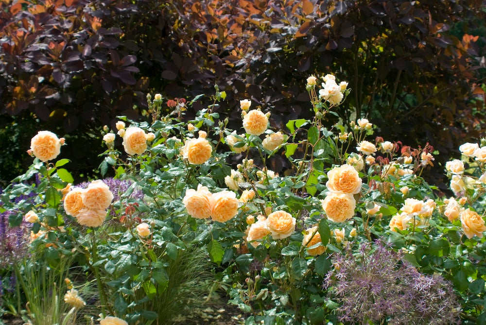 David Austin Rose Crown Princess Margareta - 20cm Pot