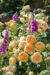 David Austin Rose Crown Princess Margareta - 20cm Pot