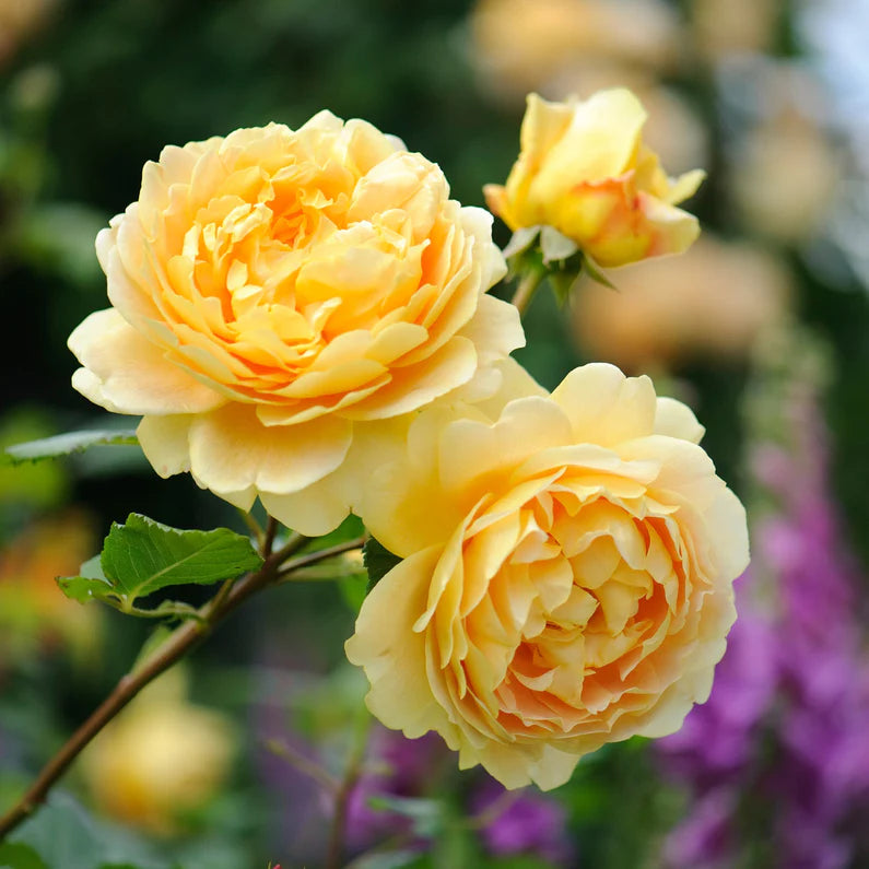 Standard Rose David Austin Golden Celebration 3ft/90cm | 23cm Pot