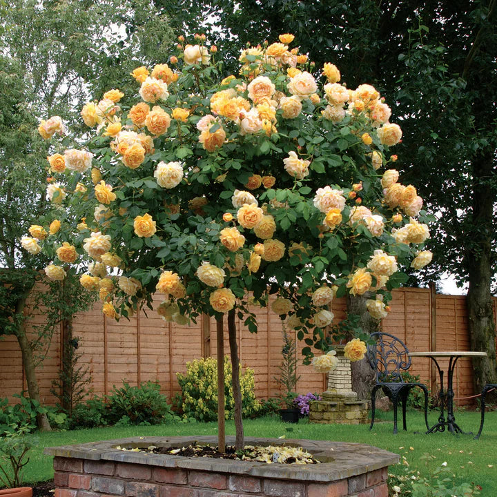 Standard Rose David Austin Golden Celebration 3ft/90cm | 23cm Pot