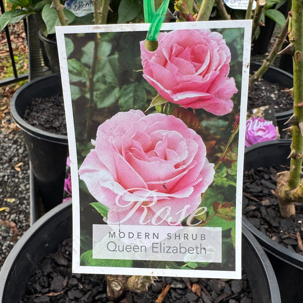 Bush Rose Queen Elizabeth - 20cm Pot