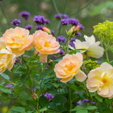 David Austin Bush Rose The Lark Ascending - 20cm Pot