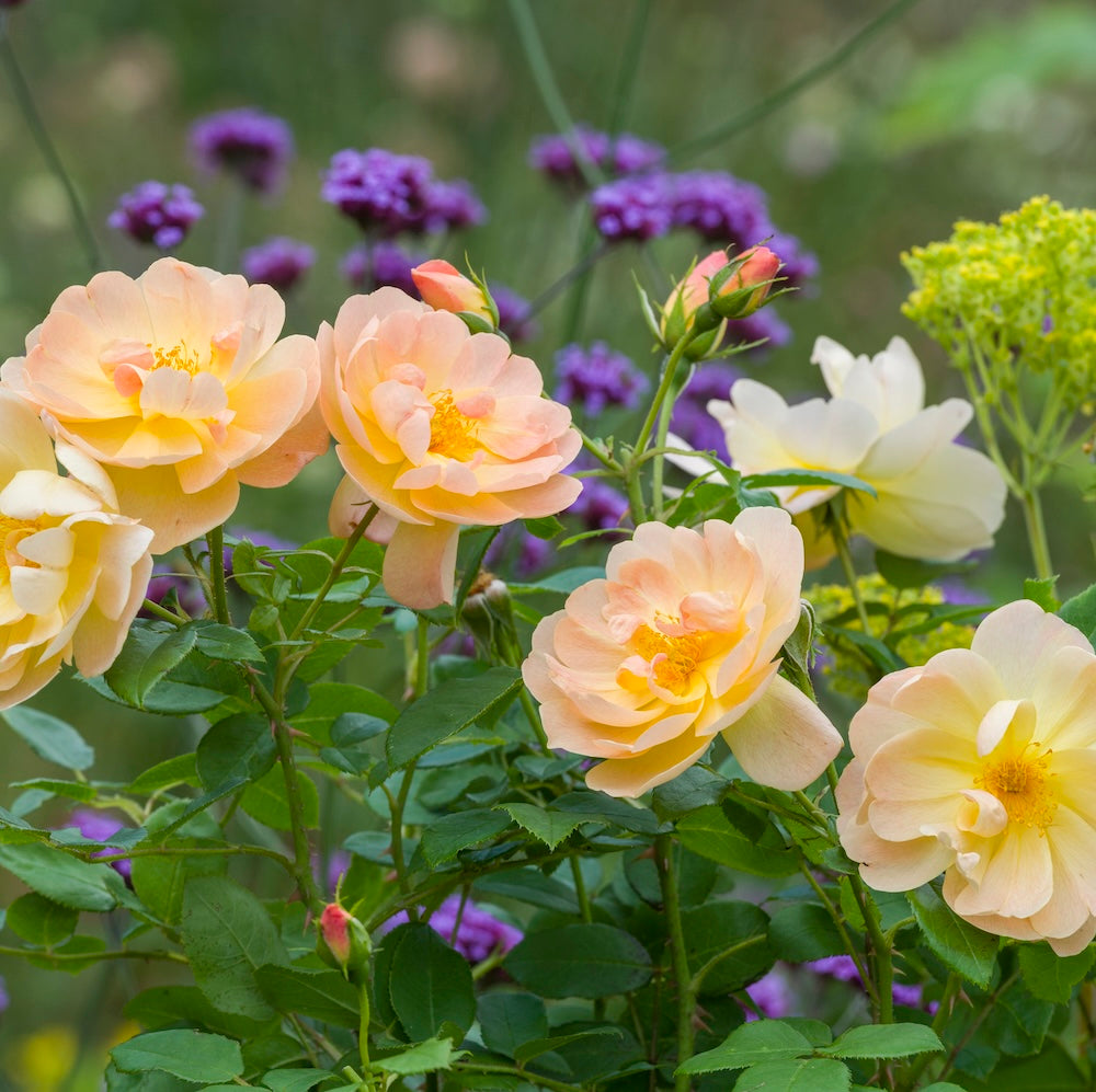 David Austin Bush Rose The Lark Ascending - 20cm Pot
