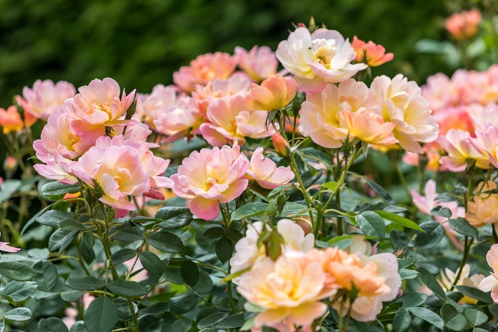 David Austin Bush Rose The Lark Ascending - 20cm Pot