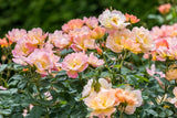 David Austin Bush Rose The Lark Ascending - 20cm Pot