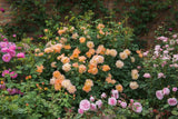 David Austin Bush Rose The Lark Ascending - 20cm Pot