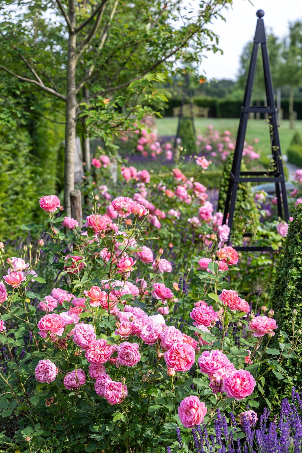 David Austin Bush Rose Boscobel - 20cm Pot