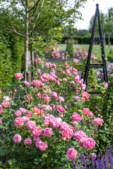 David Austin Bush Rose Boscobel - 20cm Pot
