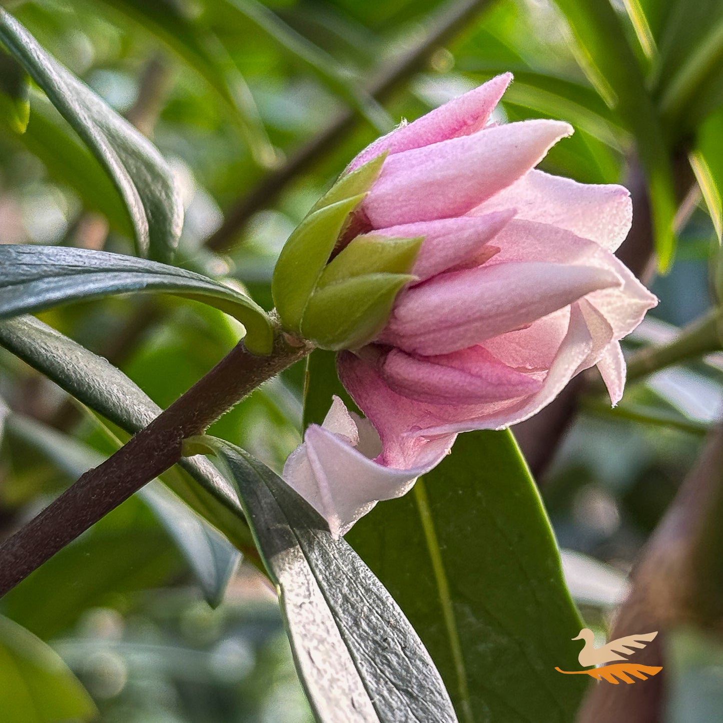 Daphne Perfume Princess - 17cm Pot