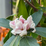 Daphne Perfume Princess - 17cm Pot