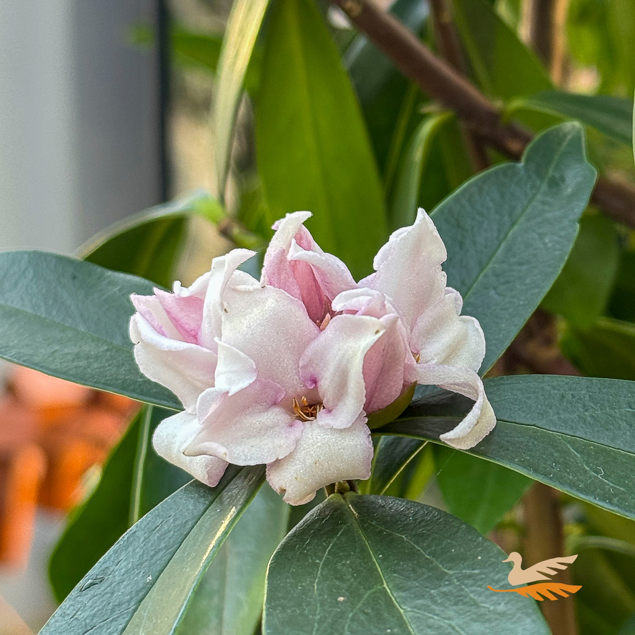 Daphne Perfume Princess - 17cm Pot