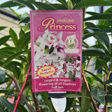 Daphne Perfume Princess - 25cm Pot