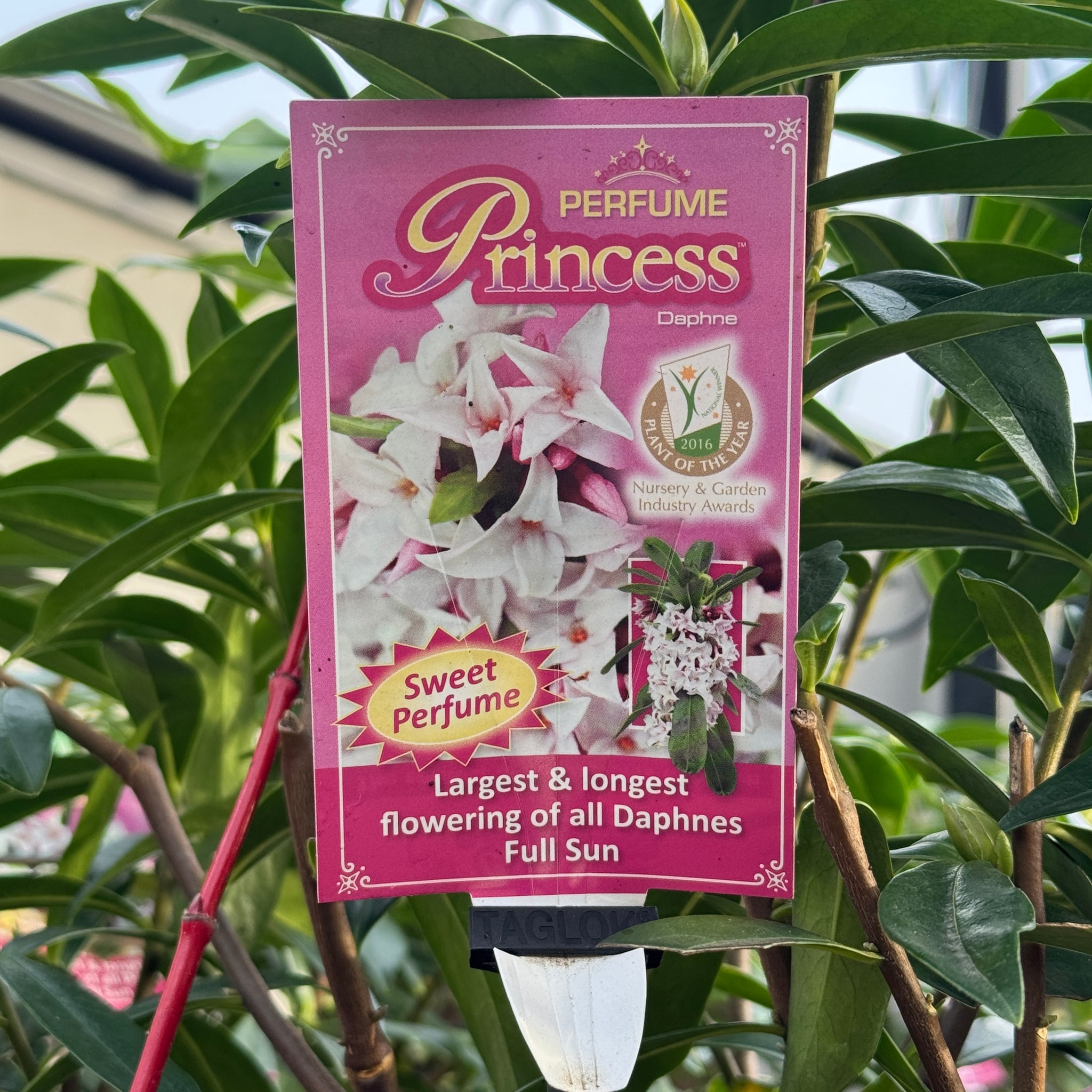 Daphne Perfume Princess - 25cm Pot