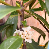 Daphne Perfume Princess White - 14cm Pot