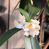 Daphne Perfume Princess White - 17cm Pot