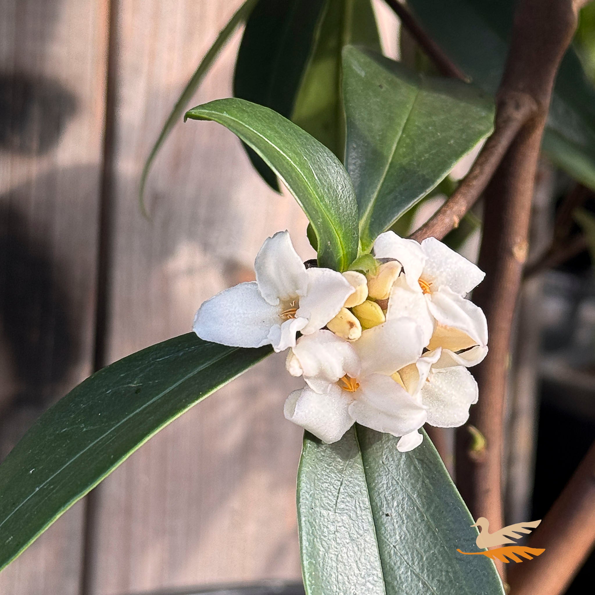Daphne Perfume Princess White - 17cm Pot