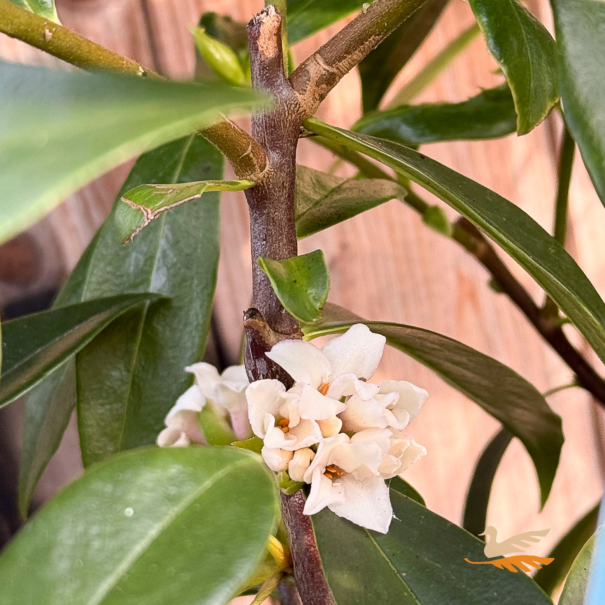 Daphne Perfume Princess White - 17cm Pot