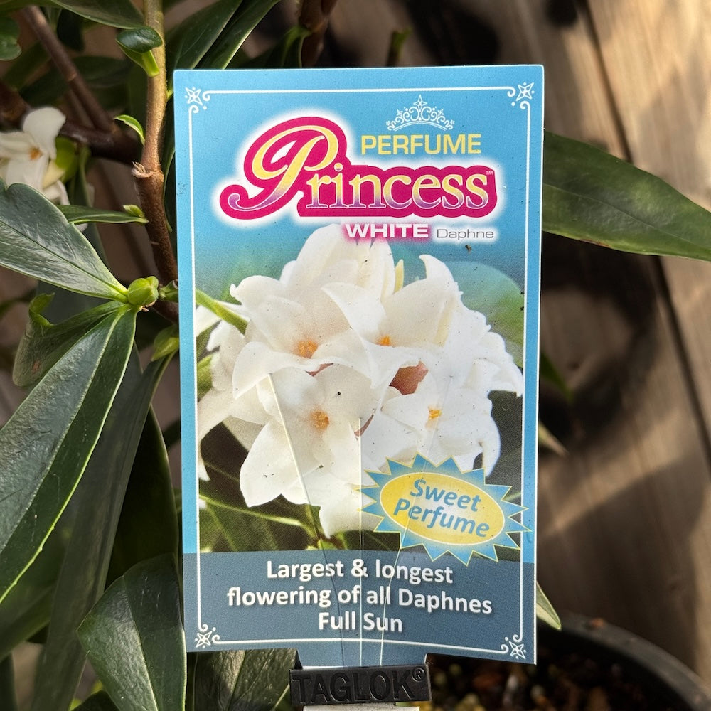 Daphne Perfume Princess White - 17cm Pot