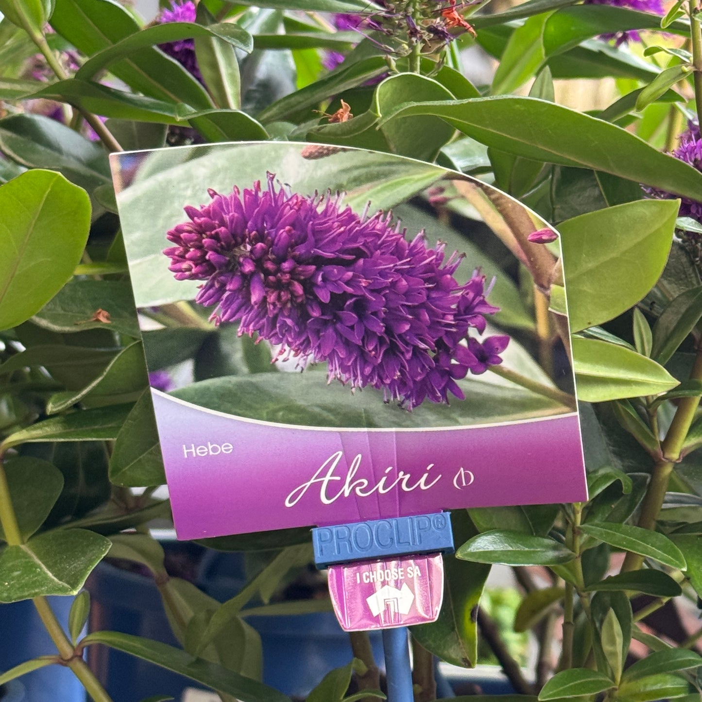 Hebe Kiwi Akiri - 15cm Pot