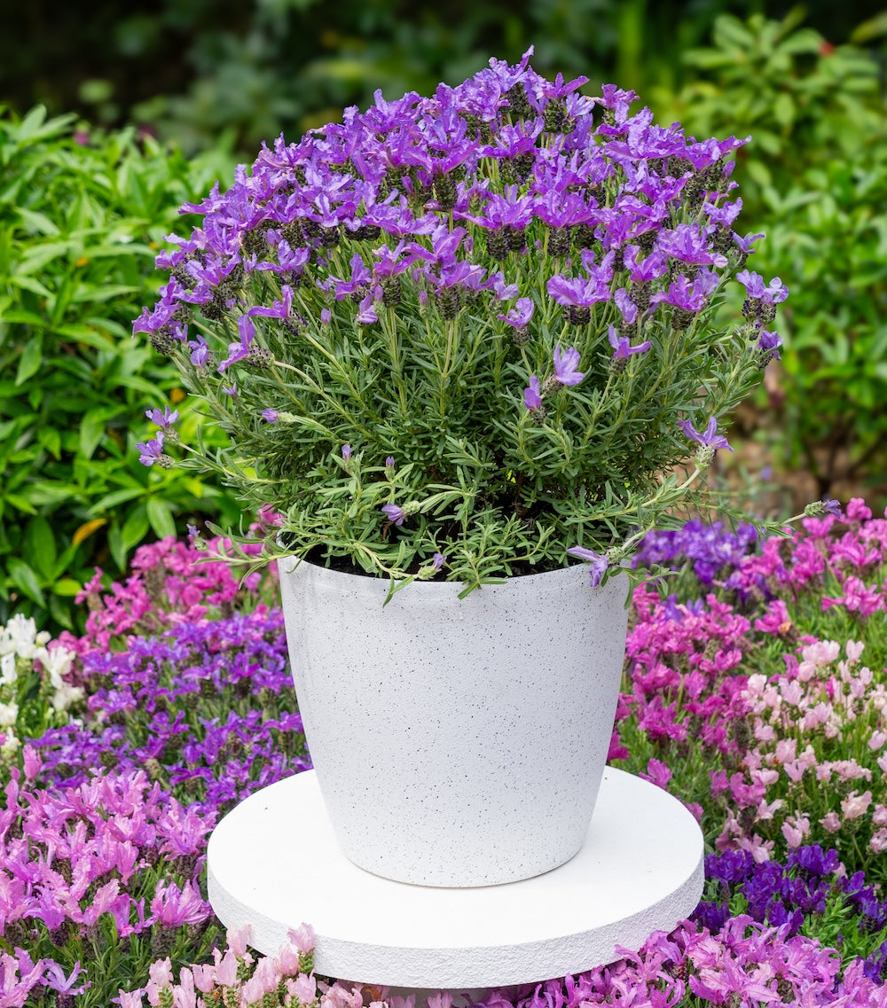Lavinnova The King - 14cm Pot