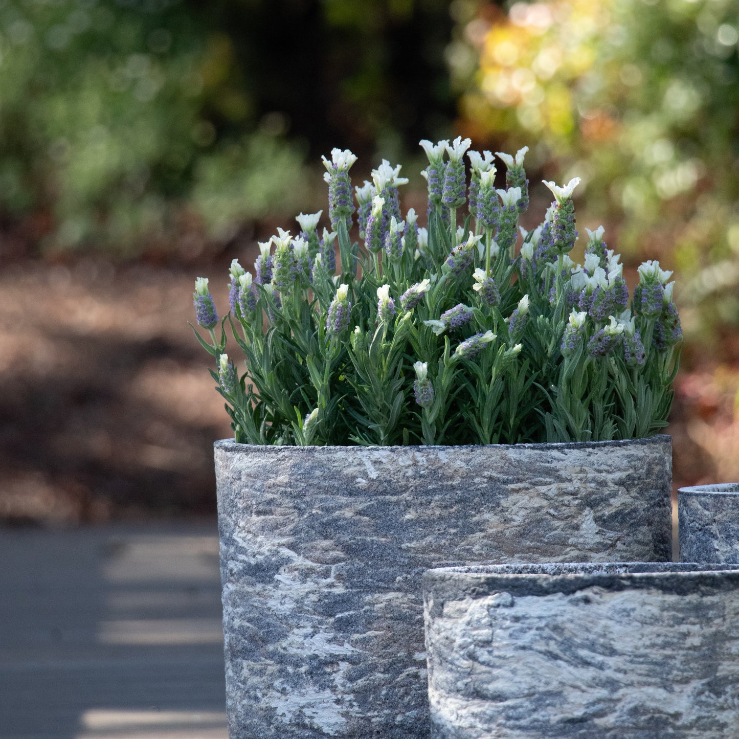 Lavandula Forte White - 20cm Pot