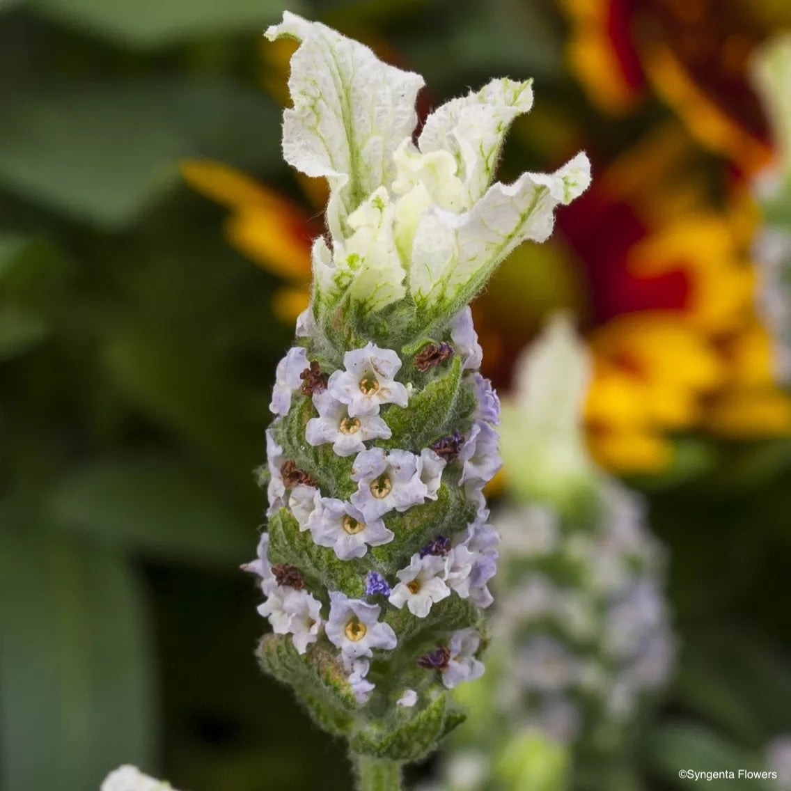 Lavandula Forte White - 20cm Pot