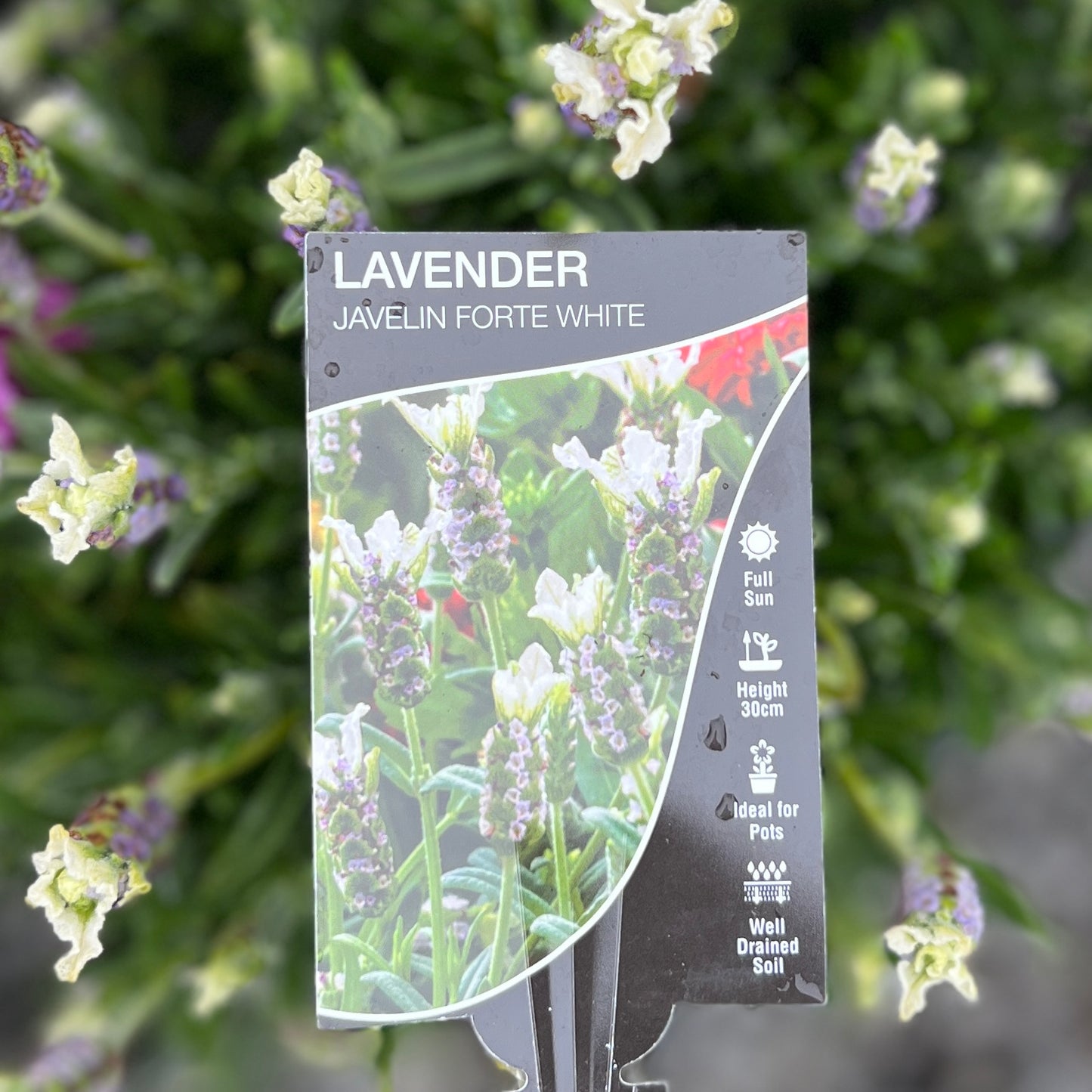 Lavandula Forte White - 20cm Pot
