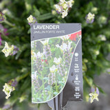 Lavandula Forte White - 20cm Pot