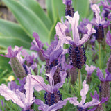 Lavandula Winter Lace - 14cm Pot