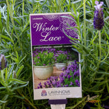 Lavandula Winter Lace - 14cm Pot
