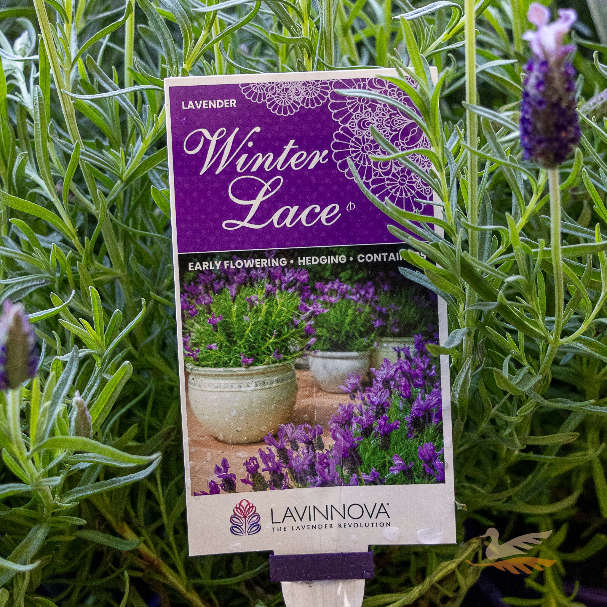 Lavandula Winter Lace - 14cm Pot