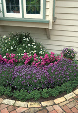 Lavandula Winter Lace - 14cm Pot