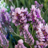 Lavender Lavish Musk - 15cm Pot