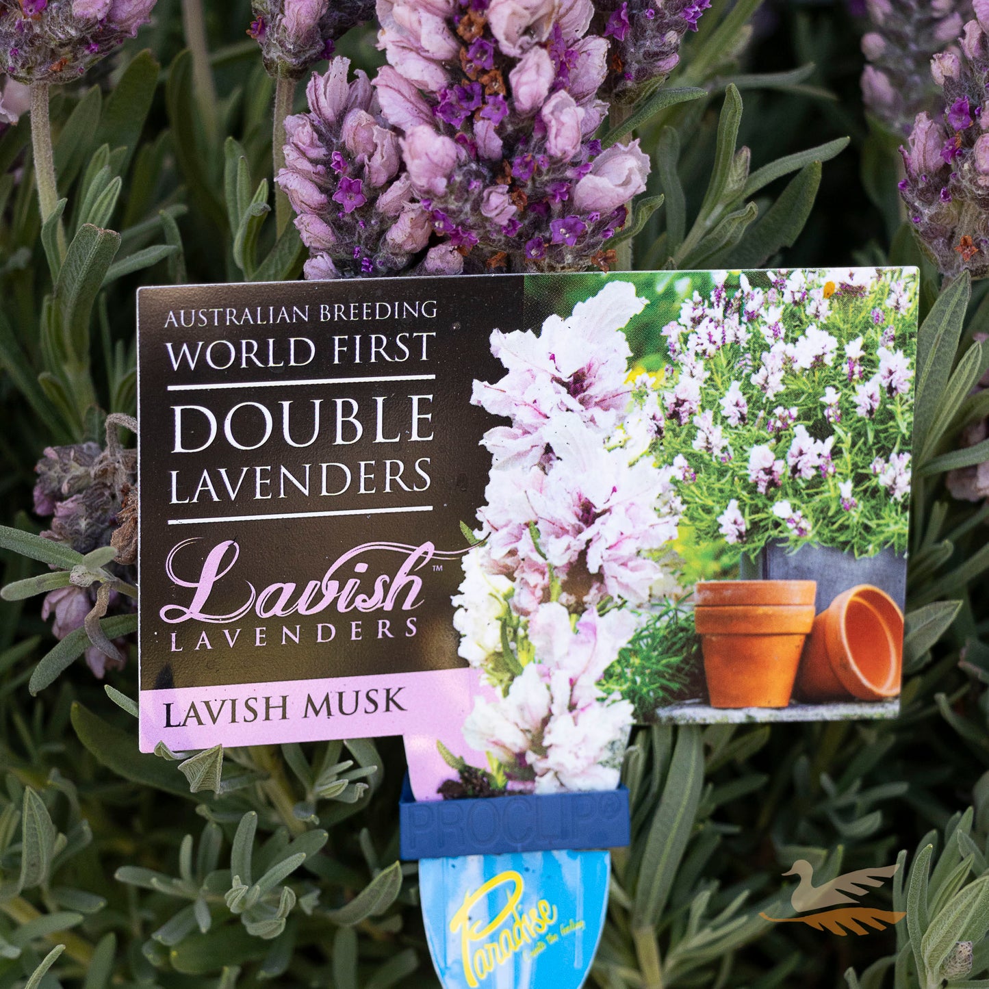 Lavender Lavish Musk - 15cm Pot