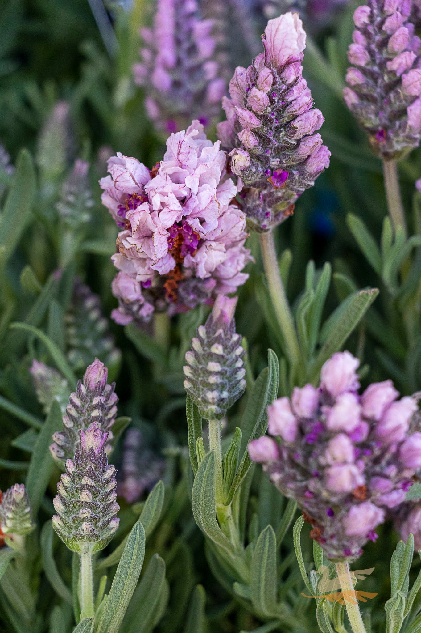 Lavender Lavish Musk - 15cm Pot