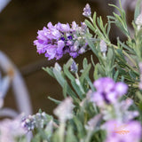 Lavender Lavish Blue - 15cm Pot