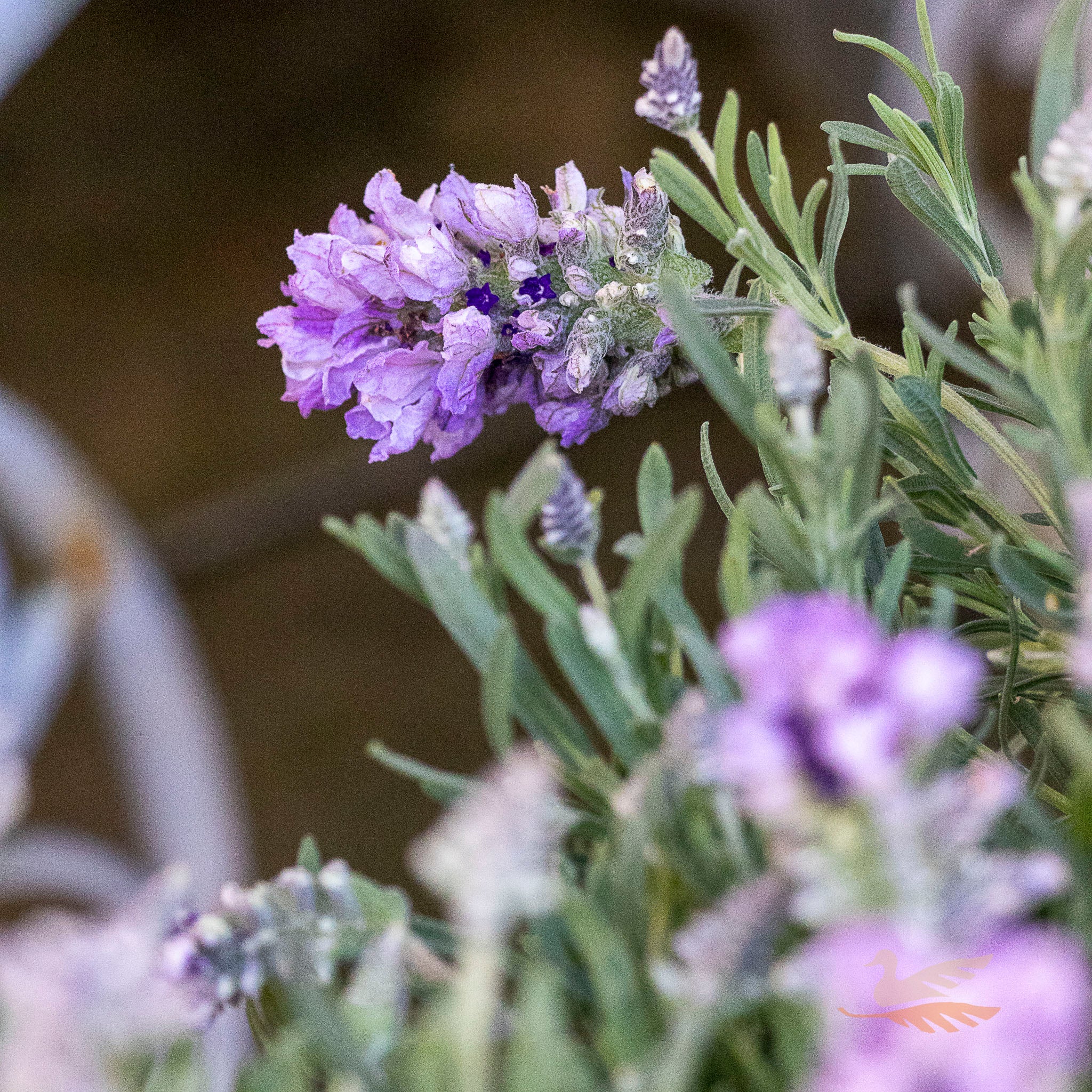 Lavender Lavish Blue - 15cm Pot