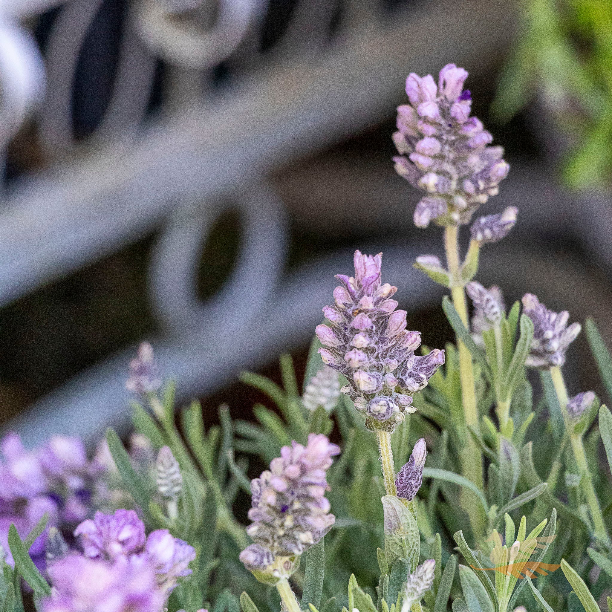 Lavender Lavish Blue - 15cm Pot