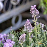 Lavender Lavish Blue - 15cm Pot