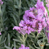 Lavender Lavish Rose - 15cm Pot
