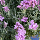 Lavender Lavish Rose - 15cm Pot