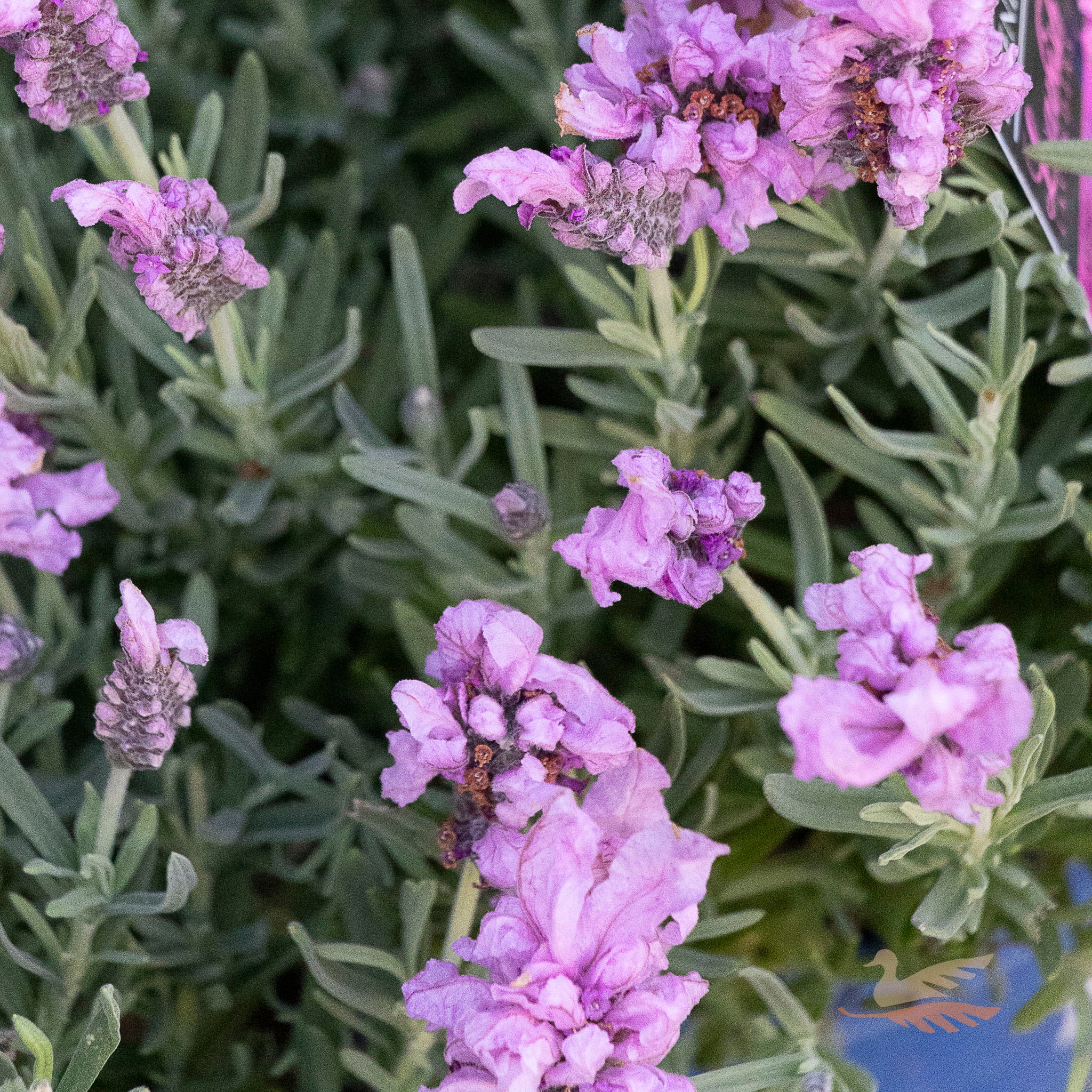 Lavender Lavish Rose - 15cm Pot