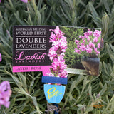 Lavender Lavish Rose - 15cm Pot