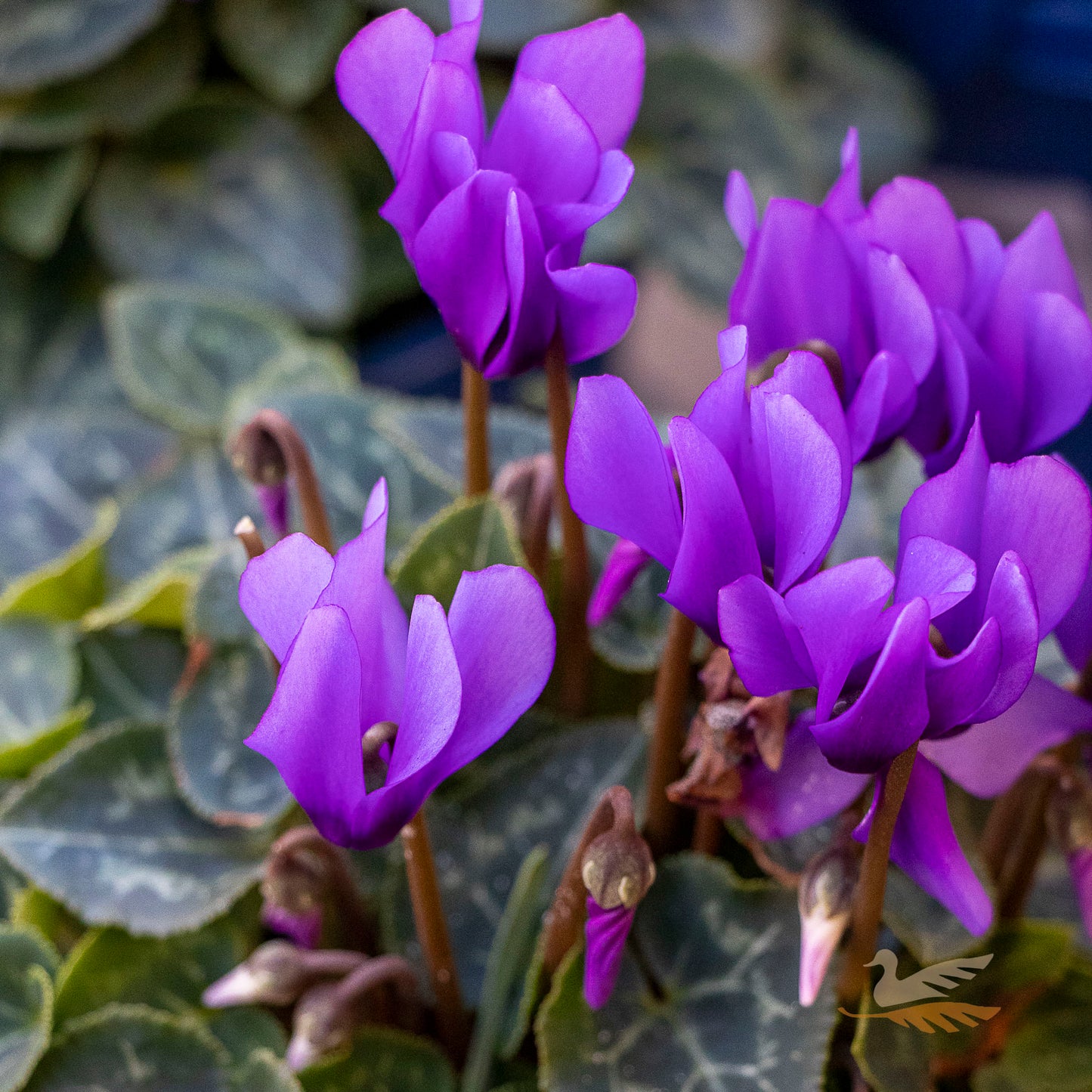 Cyclamen Blue Dragon - 15cm Pot