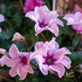 Cyclamen Illusia - 15cm Pot