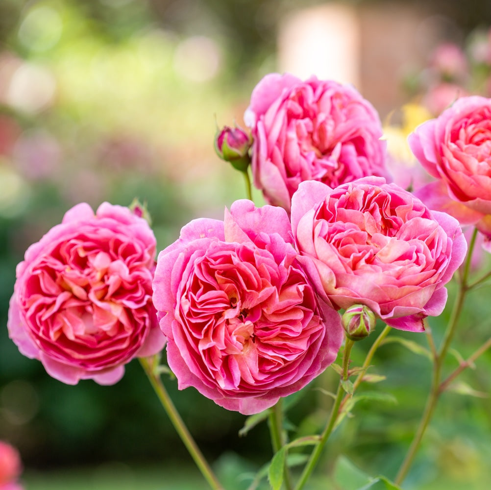 David Austin Bush Rose Boscobel - 20cm Pot
